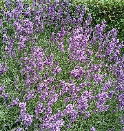 In 3178 Wutha-Farnroda